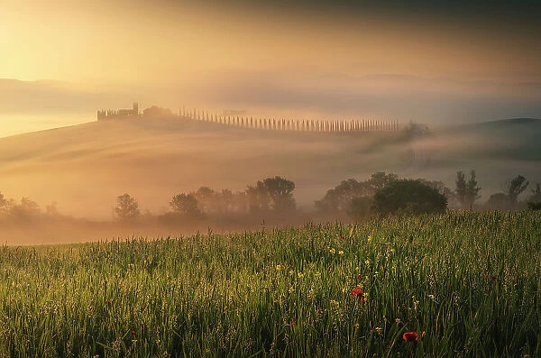 Poggio Covili rising through the thick morning. Val d'Orcia, Tuscany, Italy