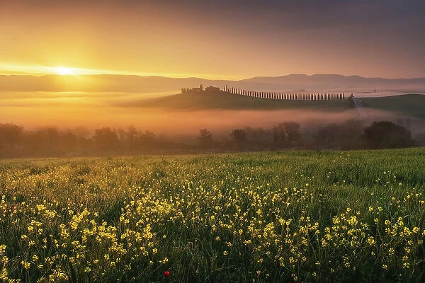 Poggio Covili rising through the thick morning fog during a misty spring sunrise. Val d'Orcia, Tuscany, Italy