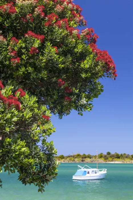 Framed Print : Pohutakawa Tree, Ngunguru, Tutukaka, Northland, North Island, New Zealand, Australasia
