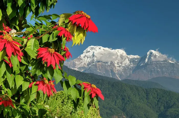 Framed Print : Poinsettia and Annapurna South (7, 219m), Nepal, Asia Framed Print : Poinsettia and Annapurna South (7, 219m), Nepal, Asia