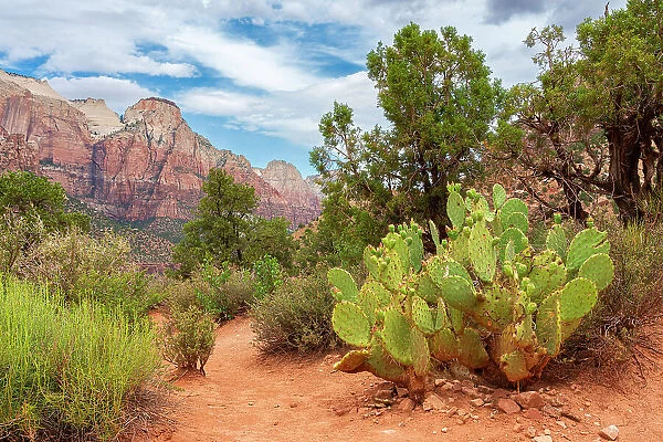 Point Petty mountain and cactus seen from Watchman Trail, Zion National Park, Washington County, Utah, USA