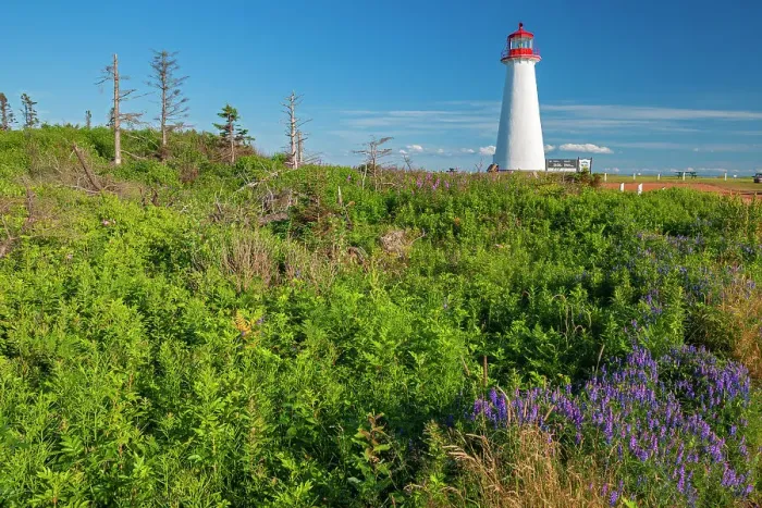 Framed Print : Point Prim Lighthouse and wildflowers Point Prim, Prince Edward Island, Canada Framed Print : Point Prim Lighthouse and wildflowers Point Prim, Prince Edward Island, Canada