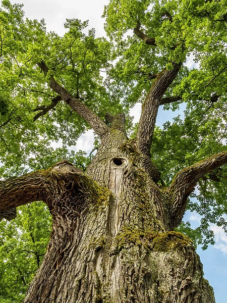 Poland, Lublin Voivodeship, Gorecko Koscielne, Oak Tree(Quercus robur)