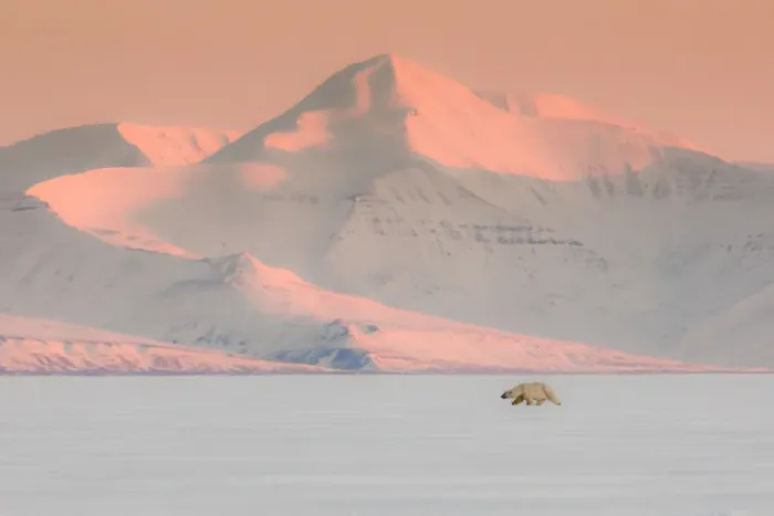 Framed Print : Polar bear in Billefjorden, Western Spitsbergen, Svalbard
