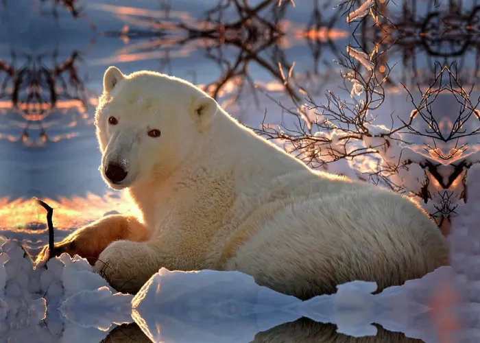 Framed Print : A polar bear dens down at sunset on the tundra in Churchill, Manitoba, Canada