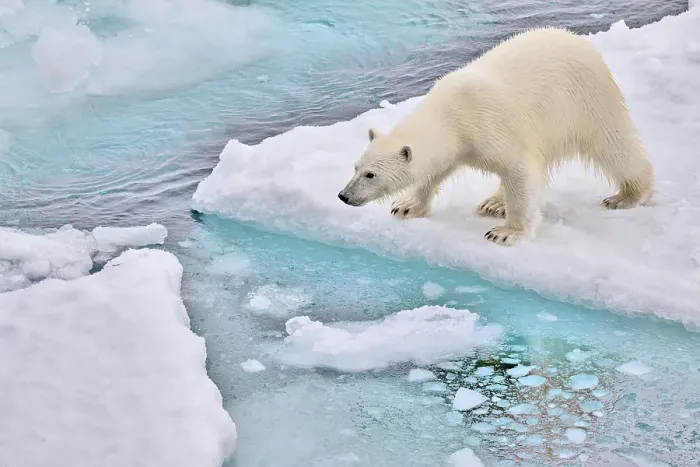 Framed Print : A polar bear on the ice near Greenland sniffing and looking for its next meal Framed Print : A polar bear on the ice near Greenland sniffing and looking for its next meal