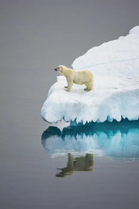 Framed Print : Polar Bear in iceberg off Ellesmere Island, Nunavut, Canada, Arctic Circle Framed Print : Polar Bear in iceberg off Ellesmere Island, Nunavut, Canada, Arctic Circle