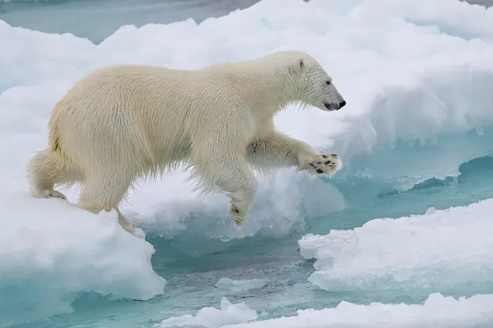 Framed Print : A polar bear jumps the ice near Greenland in the Arctic Framed Print : A polar bear jumps the ice near Greenland in the Arctic