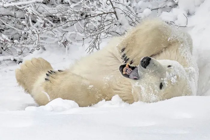 Framed Print : A polar bear lies on the frozen snow covered tundra in Churchill, Manitoba, Canada Framed Print : A polar bear lies on the frozen snow covered tundra in Churchill, Manitoba, Canada