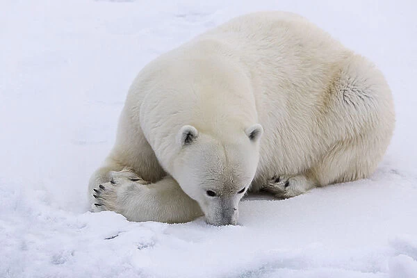 a polar bear puts its face in the snow. Arctic sea ice, north off svalbard coast