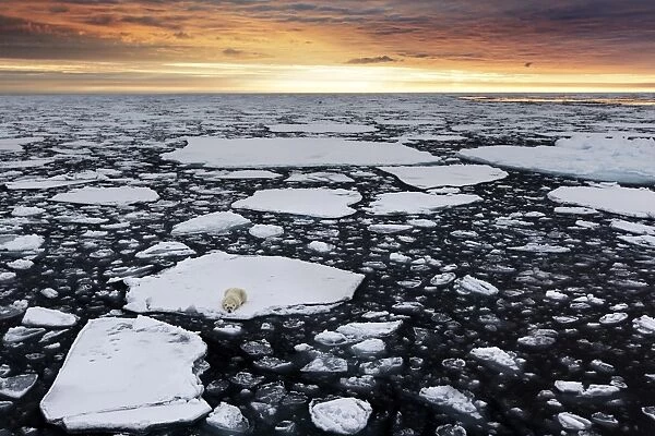A polar bear rests in the drifting ice floating on the Arctic Ocean, Svalbard, Norway