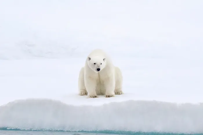 Framed Print : A polar bear sits on the sea ice near Greenland Framed Print : A polar bear sits on the sea ice near Greenland