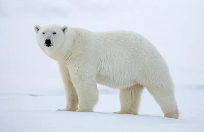 Framed Print : Polar bear in snow, Spitsbergen, Svalbard, Arctic, Norway Framed Print : Polar bear in snow, Spitsbergen, Svalbard, Arctic, Norway