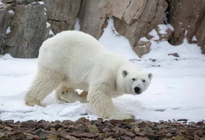 Framed Print : Polar bear in snow, Spitsbergen, Svalbard, Arctic, Norway Framed Print : Polar bear in snow, Spitsbergen, Svalbard, Arctic, Norway
