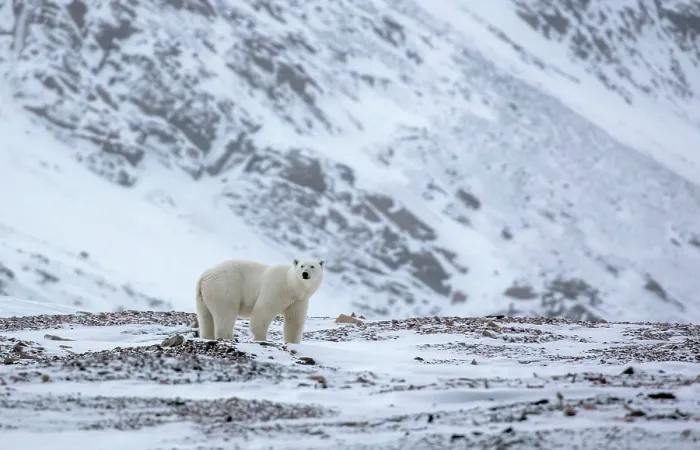 Framed Print : Polar bear in snowy landscape, Spitsbergen, Svalbard, Arctic, Norway Framed Print : Polar bear in snowy landscape, Spitsbergen, Svalbard, Arctic, Norway