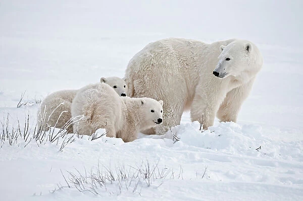 Polar bear sow and two cubs Ursus maritimus on frozen tundra Churchill, Manitoba, Canada