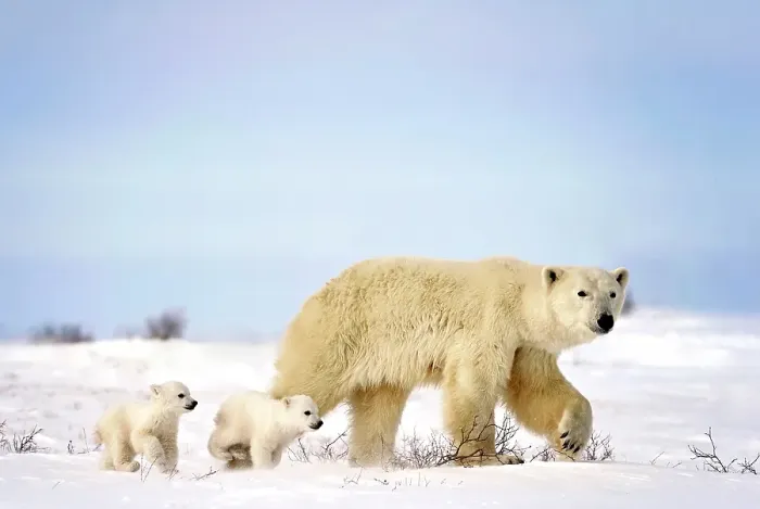 Framed Print : A polar bear with two tiny cubs run along the snow covered tundra in Wapusk National Park, Manitoba Canada Framed Print : A polar bear with two tiny cubs run along the snow covered tundra in Wapusk National Park, Manitoba Canada