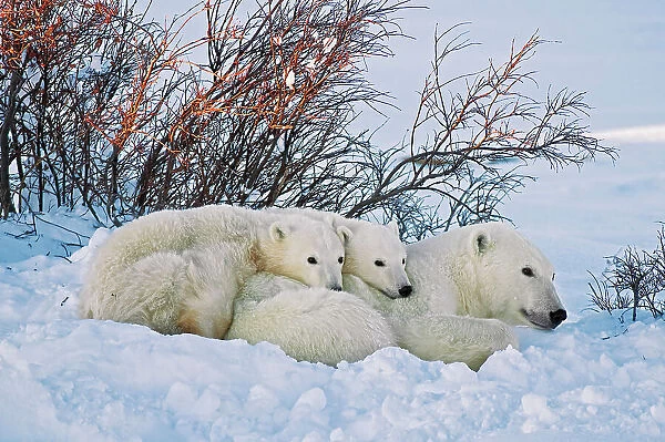 Polar Bear (Ursa maritimus) on sub-arctic Hudson Bay. Mother and two cubs at sunset Churchill, Manitoba, Canada