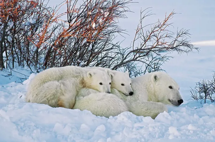Framed Print : Polar Bear (Ursa maritimus) on sub-arctic Hudson Bay. Mother and two cubs at sunset Churchill, Manitoba, Canada Framed Print : Polar Bear (Ursa maritimus) on sub-arctic Hudson Bay. Mother and two cubs at sunset Churchill, Manitoba, Canada