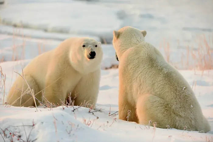 Framed Print : Polar bear (Ursus maritimus) Affectionate pair, Seal River Heritage Lodge, Churchill, Manitoba, Canada Framed Print : Polar bear (Ursus maritimus) Affectionate pair, Seal River Heritage Lodge, Churchill, Manitoba, Canada