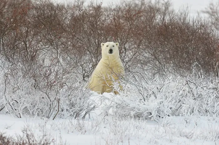 Framed Print : Polar bear (Ursus maritimus), Churchill, Manitoba, Canada Framed Print : Polar bear (Ursus maritimus), Churchill, Manitoba, Canada