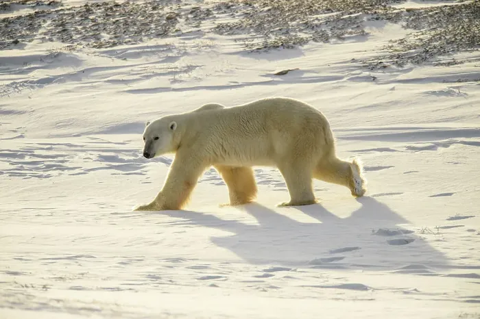 Framed Print : Polar Bear (Ursus maritimus) Curious individual approaching, Wapusk NP, Cape Churchill, Manitoba, Canada Framed Print : Polar Bear (Ursus maritimus) Curious individual approaching, Wapusk NP, Cape Churchill, Manitoba, Canada