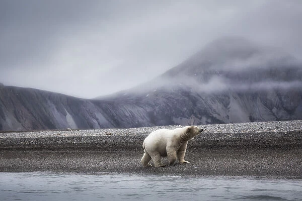 A polar bear (ursus maritimus) depicted on a beach in the high arctic in Northern