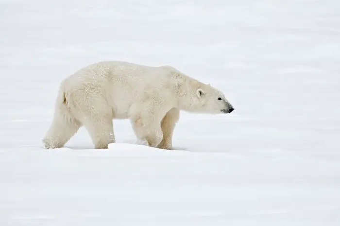 Framed Print : Polar bear Ursus maritimus on frozen tundra Churchill, Manitoba, Canada