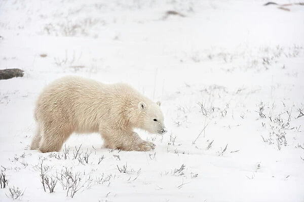 Polar bear (Ursus maritimus) on frozen tundra along the Hudson Bay Coast Churchill Manitoba