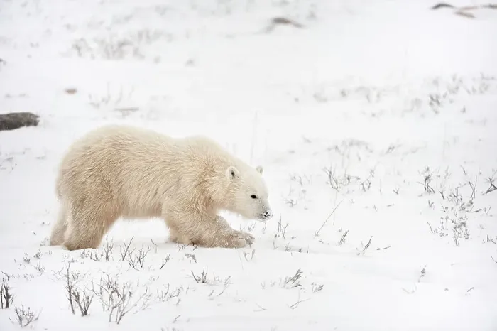 Framed Print : Polar bear (Ursus maritimus) on frozen tundra along the Hudson Bay Coast Churchill Manitoba Framed Print : Polar bear (Ursus maritimus) on frozen tundra along the Hudson Bay Coast Churchill Manitoba