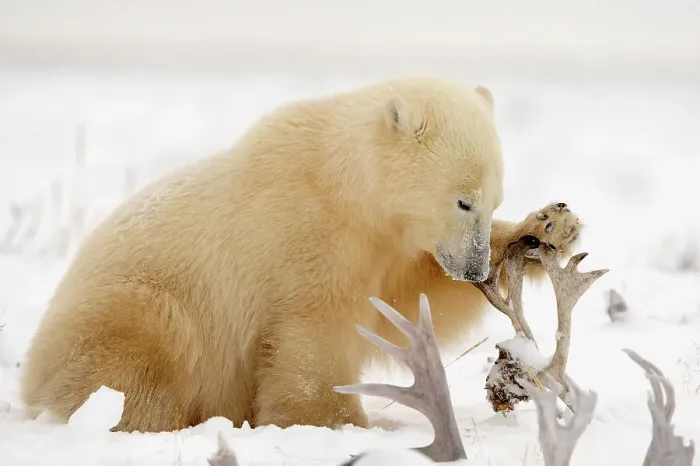 Framed Print : Polar bear (Ursus maritimus) Gnawing on caribou antler, Seal River Heritage Lodge, Churchill, Manitoba, Canada Framed Print : Polar bear (Ursus maritimus) Gnawing on caribou antler, Seal River Heritage Lodge, Churchill, Manitoba, Canada