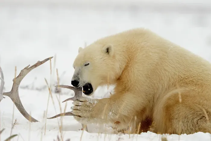 Framed Print : Polar bear (Ursus maritimus) Gnawing on caribou antler, Seal River Heritage Lodge, Churchill, Manitoba, Canada Framed Print : Polar bear (Ursus maritimus) Gnawing on caribou antler, Seal River Heritage Lodge, Churchill, Manitoba, Canada