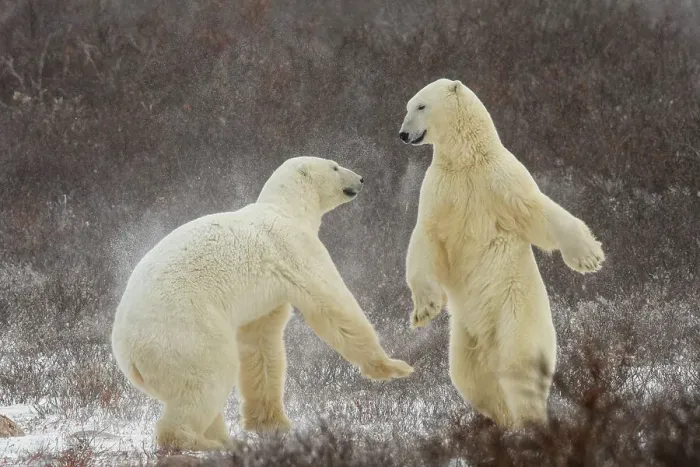 Framed Print : Polar Bear (Ursus maritimus) Interaction and sparring, Churchill Wildlife Management area, Churchill, Manitoba, Canada Framed Print : Polar Bear (Ursus maritimus) Interaction and sparring, Churchill Wildlife Management area, Churchill, Manitoba, Canada