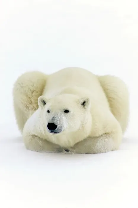 Framed Print : Polar bear (Ursus maritimus) Lying down along Hudson Bay coastline, Churchill, Manitoba, Canada Framed Print : Polar bear (Ursus maritimus) Lying down along Hudson Bay coastline, Churchill, Manitoba, Canada