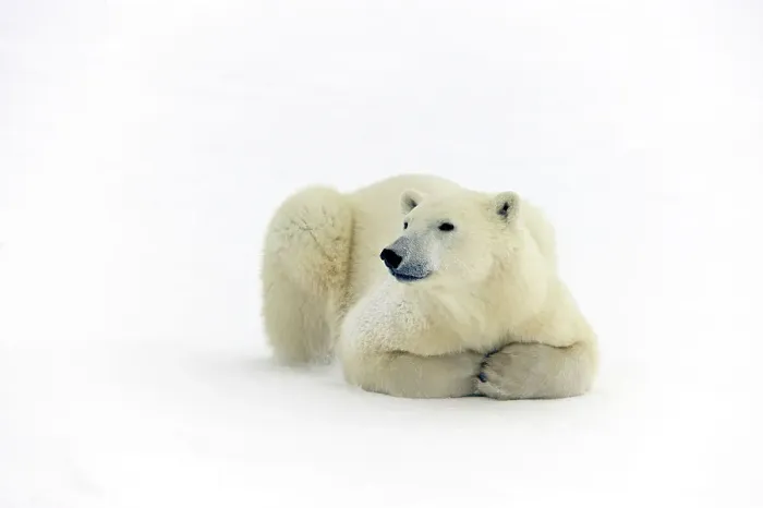Framed Print : Polar bear (Ursus maritimus) Lying down along Hudson Bay coastline, Churchill, Manitoba, Canada Framed Print : Polar bear (Ursus maritimus) Lying down along Hudson Bay coastline, Churchill, Manitoba, Canada