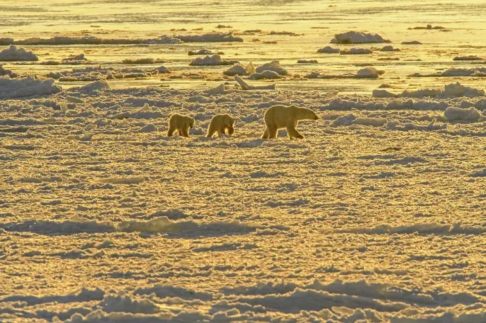 Framed Print : Polar Bear (Ursus maritimus) Mother and cubs wandering Hudson Bay coastline waiting for the sea ice to form. Churchill Wildlife Management area, Churchill, Manitoba, Canada Framed Print : Polar Bear (Ursus maritimus) Mother and cubs wandering Hudson Bay coastline waiting for the sea ice to form. Churchill Wildlife Management area, Churchill, Manitoba, Canada