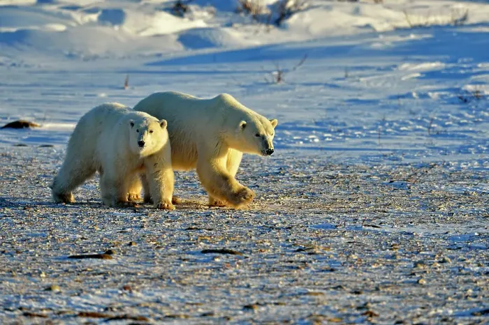 Framed Print : Polar bear (Ursus maritimus) Mother and yearling cub, Wapusk NP, Cape Churchill, Manitoba, Canada Framed Print : Polar bear (Ursus maritimus) Mother and yearling cub, Wapusk NP, Cape Churchill, Manitoba, Canada