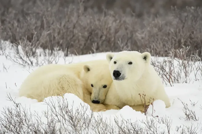 Framed Print : Polar Bear (Ursus maritimus) Mother and yearling cub resting along the Hudson Bay coast, Wapusk NP, Cape Churchill, Manitoba, Canada Framed Print : Polar Bear (Ursus maritimus) Mother and yearling cub resting along the Hudson Bay coast, Wapusk NP, Cape Churchill, Manitoba, Canada