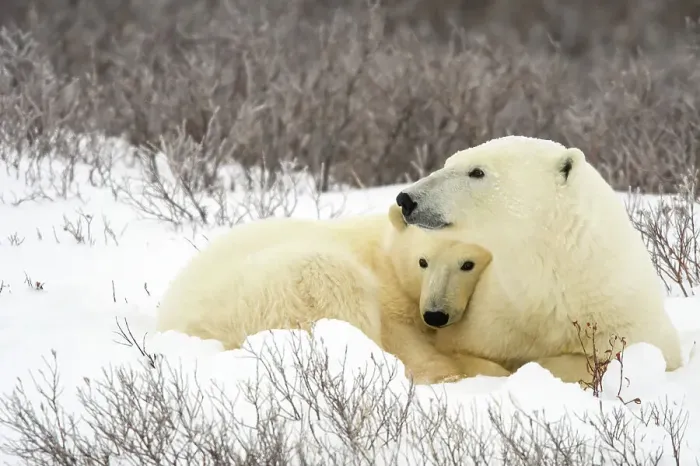 Framed Print : Polar Bear (Ursus maritimus) Mother and yearling cub resting along the Hudson Bay coast, Wapusk NP, Cape Churchill, Manitoba, Canada Framed Print : Polar Bear (Ursus maritimus) Mother and yearling cub resting along the Hudson Bay coast, Wapusk NP, Cape Churchill, Manitoba, Canada
