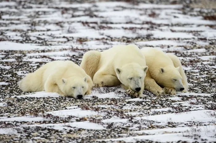 Framed Print : Polar Bear (Ursus maritimus) Mother and yearling cubs resting along the Hudson Bay coast, Wapusk NP, Cape Churchill, Manitoba, Canada Framed Print : Polar Bear (Ursus maritimus) Mother and yearling cubs resting along the Hudson Bay coast, Wapusk NP, Cape Churchill, Manitoba, Canada