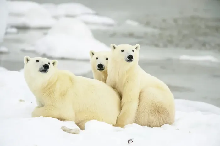 Framed Print : Polar Bear (Ursus maritimus) Mother and yearling cubs resting along the Hudson Bay coast, Wapusk NP, Cape Churchill, Manitoba, Canada Framed Print : Polar Bear (Ursus maritimus) Mother and yearling cubs resting along the Hudson Bay coast, Wapusk NP, Cape Churchill, Manitoba, Canada