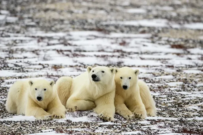 Framed Print : Polar Bear (Ursus maritimus) Mother and yearling cubs resting along the Hudson Bay coast, Wapusk NP, Cape Churchill, Manitoba, Canada Framed Print : Polar Bear (Ursus maritimus) Mother and yearling cubs resting along the Hudson Bay coast, Wapusk NP, Cape Churchill, Manitoba, Canada
