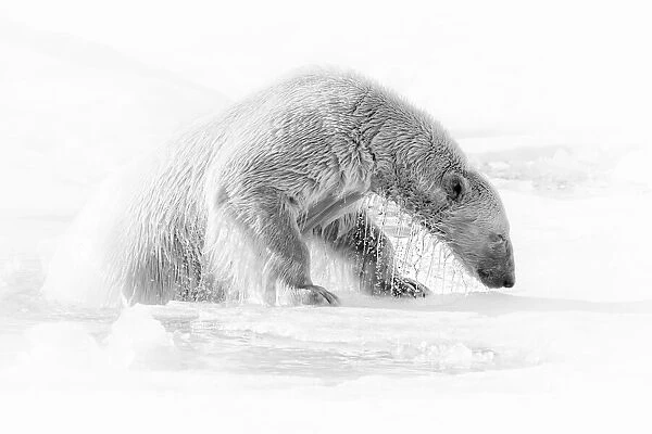 A polar bear (ursus maritimus) on the pack ice in Svalbard