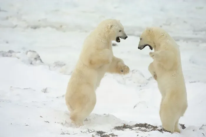 Framed Print : Polar bear (Ursus maritimus) Pair sparring / playfighting, Churchill, Manitoba, Canada Framed Print : Polar bear (Ursus maritimus) Pair sparring / playfighting, Churchill, Manitoba, Canada