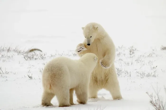Framed Print : Polar bear (Ursus maritimus) Pair sparring / playfighting, Churchill, Manitoba, Canada Framed Print : Polar bear (Ursus maritimus) Pair sparring / playfighting, Churchill, Manitoba, Canada