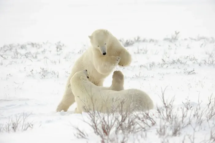 Framed Print : Polar bear (Ursus maritimus) Pair sparring / playfighting, Churchill, Manitoba, Canada Framed Print : Polar bear (Ursus maritimus) Pair sparring / playfighting, Churchill, Manitoba, Canada