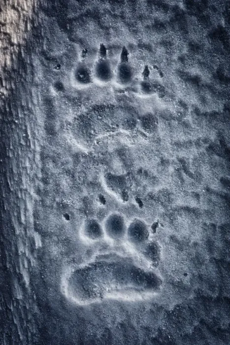 Framed Print : Polar bear (ursus maritimus) prints on snow, Spistbergen East Coast, Svalbard Framed Print : Polar bear (ursus maritimus) prints on snow, Spistbergen East Coast, Svalbard