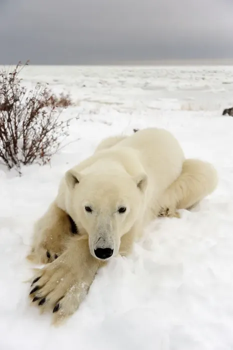 Framed Print : Polar bear (Ursus maritimus) Resting on snow, Seal River Heritage Lodge, Churchill, Manitoba, Canada Framed Print : Polar bear (Ursus maritimus) Resting on snow, Seal River Heritage Lodge, Churchill, Manitoba, Canada