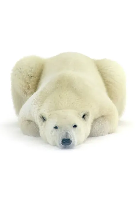 Framed Print : Polar bear (Ursus maritimus) Resting in snow along Hudson Bay coastline, Churchill, Manitoba, Canada Framed Print : Polar bear (Ursus maritimus) Resting in snow along Hudson Bay coastline, Churchill, Manitoba, Canada