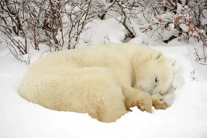 Framed Print : Polar bear (Ursus maritimus) Resting in snow along Hudson Bay coastline, Churchill, Manitoba, Canada Framed Print : Polar bear (Ursus maritimus) Resting in snow along Hudson Bay coastline, Churchill, Manitoba, Canada